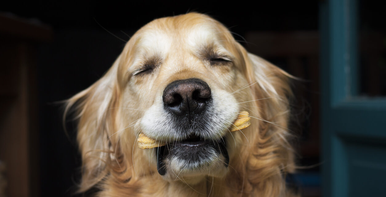 Snacks BARF saludables para tus mascotas