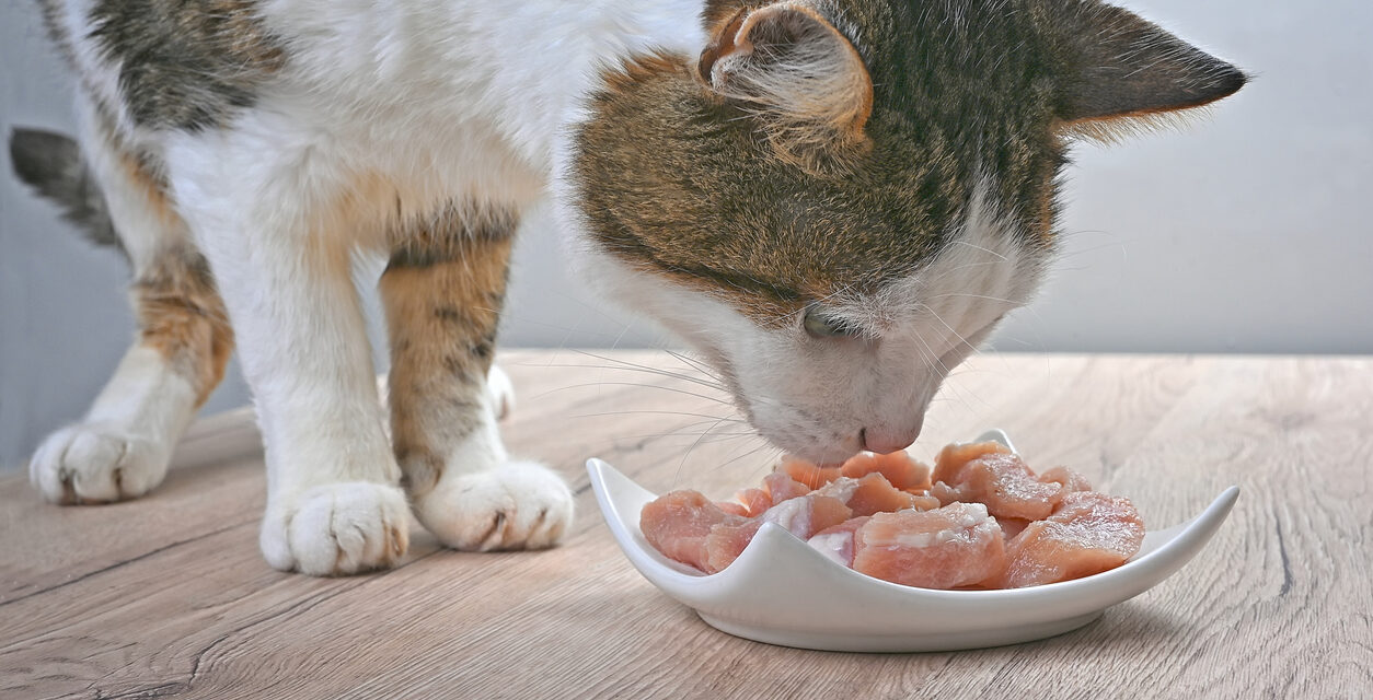 La dieta BARF para gatos, una opción saludable y natural