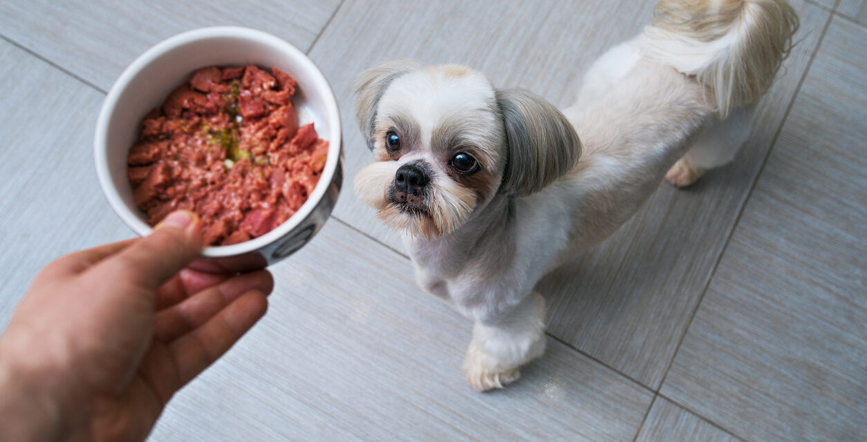 Nutrición en perros pequeños