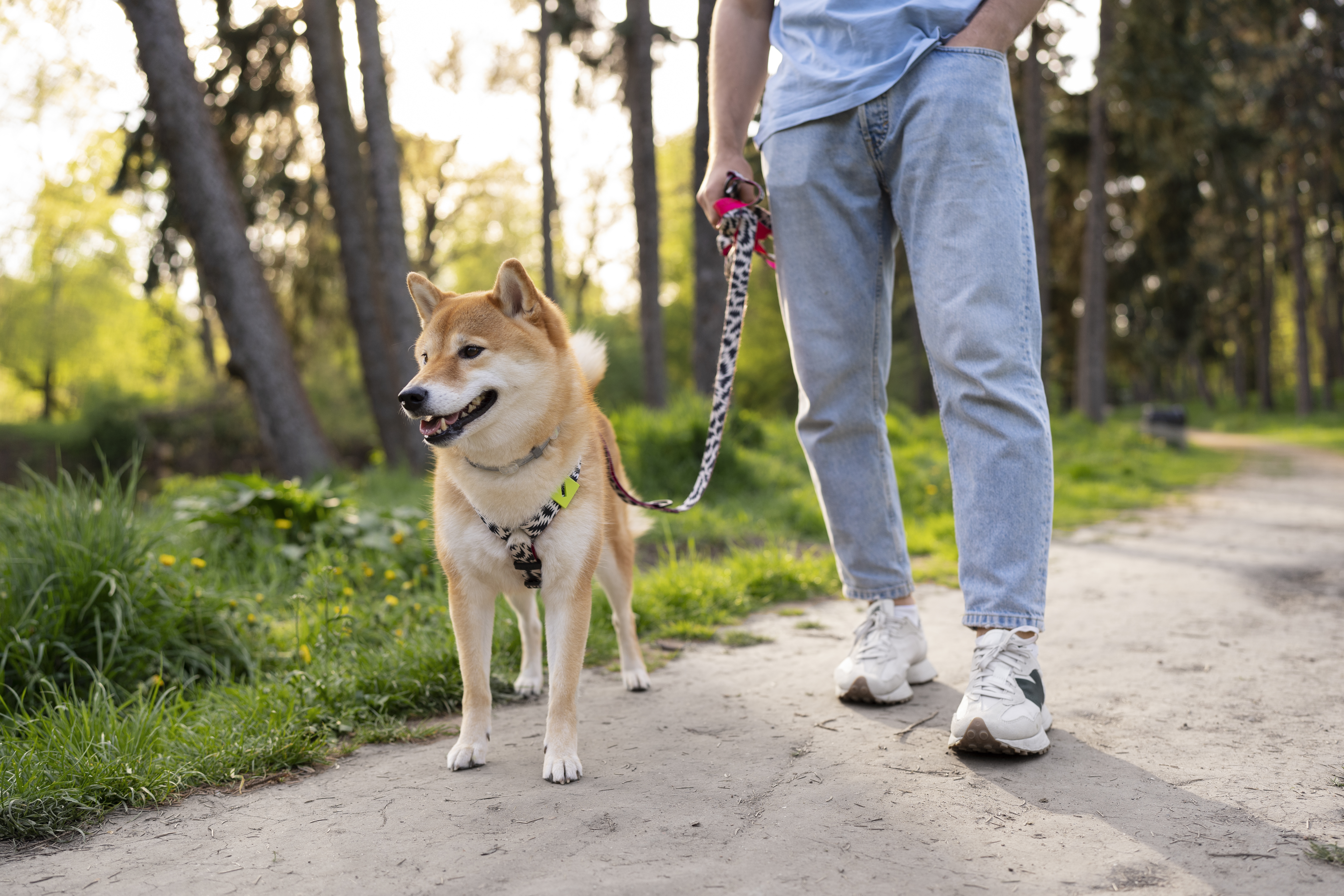 linda-mascota-shiba-inu-con-familia
