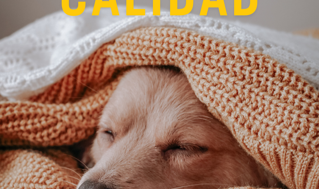 Sueño de calidad: cuántas horas necesita tu perro y cómo mejorar su descanso