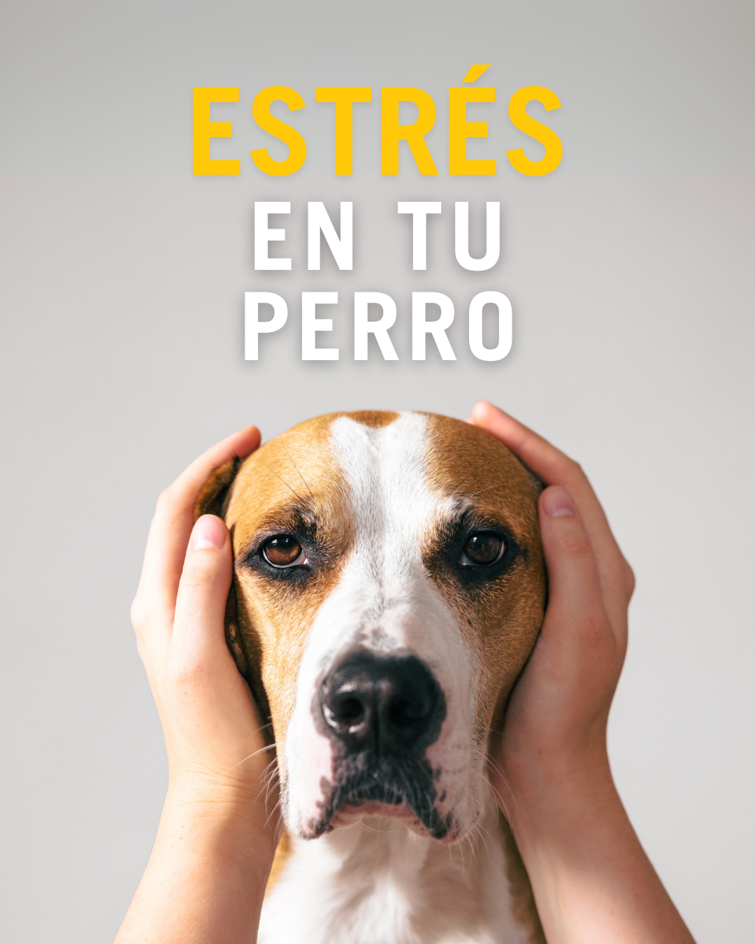 OCT PETFOOD ACBA (1)