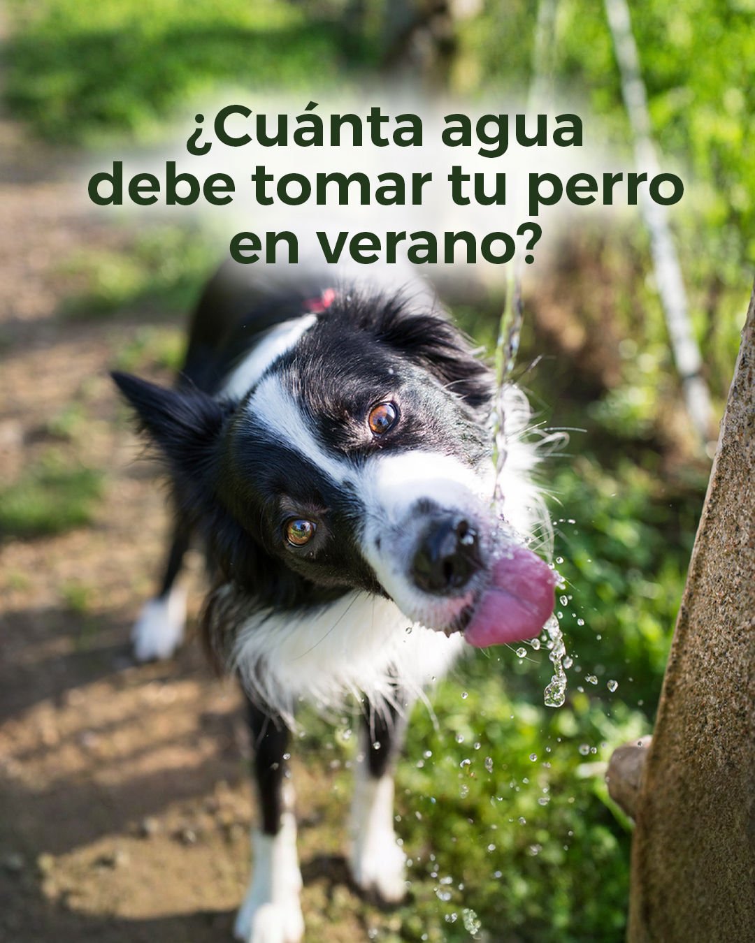 hidratacion-canina-en-verano